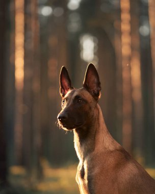 Belçikalı bir Malinois sıcak günbatımı ışığıyla aydınlatılmış bir ormanda zarafetle duruyor. Uzun ağaçlar ve yumuşak ışıklandırma dingin ve fotojenik bir an yaratır..