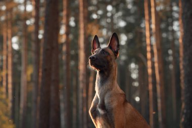 Belçikalı bir Malinois, canlı güneş ışığıyla çevrili bir ormanda tetikte bekliyor. Uzun ağaçlar ve köpek keskin duruşu çarpıcı ve fotojenik bir sahne yaratır..