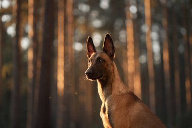 Belçikalı bir Malinois altın güneş ışığıyla parlayan bir ormanda güvenle duruyor. Doğal ortam, köpeğin güçlü ve tetikte olduğunu vurgular..