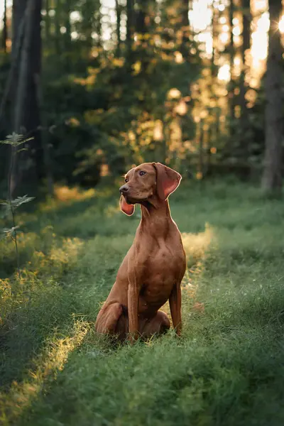 Bir Macar Viszla, güneşli bir ormanda huzur içinde bakıyor. Huzurlu ortam, köpeğin çevresiyle olan bağlantısını vurgular..
