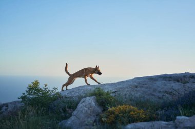 Bir Malinois, sabahın erken saatlerinde sıcak güneş ışığıyla yıkanmış kayalık bir yolda ilerler. Fotoğraf, köpek hareketini ve canlı doğal ayarı yakalar..