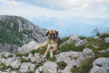 Arka planda çarpıcı bir dağ manzarası olan kayaların üzerinde rahatça uzanan bir köpek. Engebeli arazi sakin ama maceralı manzarayı tamamlıyor..