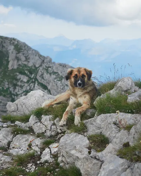 Dağılmış taşlar ve yeşil yamalarla çevrili kayalık bir dağ yamacında bir köpek dinleniyor. Manzaralı arka plan bulutlu bir gökyüzünün altında yükselen zirveleri içerir..