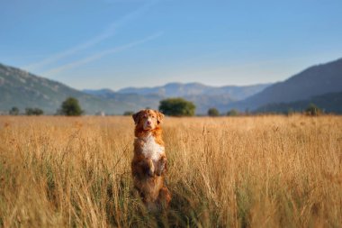 Nova Scotia Duck Tolling Retriever köpeği, altın otlar ve dağlarla çevrili bir çayırda sakince oturur ve güneş ışığı doğal manzarayı aydınlatır. Ortam sakin ve misafirperver..