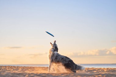 Bir Border Collie gün batımında kumlu bir plajda dururken havada frizbi izler. Köpek odaklanıyor ve altın ışık bir anı yakalıyor..