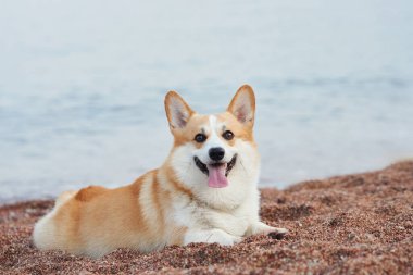 Bir Corgi kumlu sahilde rahat bir şekilde uzanır. Arka planda deniz vardır. Köpek mutlu görünüyor, deniz kenarında huzurlu bir günün tadını çıkarıyor..