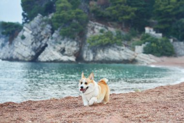 Sahilde sakince oturan bir Corgi, deniz ve kayalıklarla birlikte huzurlu bir atmosfer yaratıyor. Köpek mutlu ve rahat görünüyor..