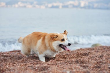 Arka planda sakin deniz olan bir Corgi kumlu sahil boyunca yürüyor. Köpek bir adımın ortasında yakalanıyor, hareket ve özgürlük hissi yaratıyor..