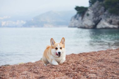 Bir Corgi kumlu sahilde deniz ve tepeleri uzaktan gören bir manzarayla oturuyor. Sahne huzurlu ve bir plaj gününün güzelliğini yakalıyor..