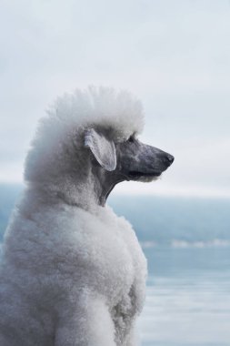 Gölün kenarındaki beyaz bir kanişin yakın çekimi, arka planda dağların bulanıklığı. Köpeğin düşünceli ifadesine ve dingin ortama odaklanıyoruz..