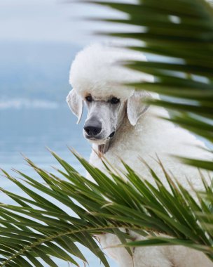 Beyaz bir kaniş, dağları net bir şekilde gören palmiye yapraklarının arkasında duruyor. Köpek dengeli duruşu yemyeşil ile çelişiyor..