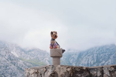 Bir Yorkshire Teriyeri arkasında dağlar olan bir taş direğin üzerinde duruyor. Köpeğin kendine güveni muhteşem manzaraya karşı vurgulanır..
