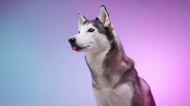 Bir Husky sakin bir şekilde parlak pembe ve mavi gradyan arka planda oturur, rahat ve sakin görünür. Görüntü onun sakin ve dost canlısı karakterini yakalar..