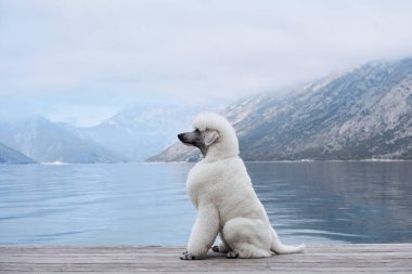 Beyaz bir kaniş gölün kenarında sakince oturur, arkasında dağlar vardır. Köpeğin barışçıl tavrı, sakin su ve sakin çevreyle daha da güçlenir..