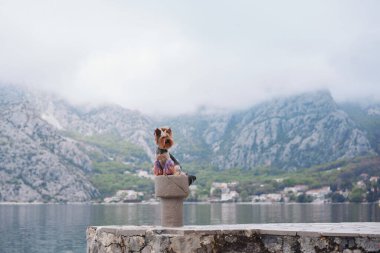 Bir Yorkshire Teriyeri gölün yanındaki taştan bir direkte duruyor, arkasında dağlar var. Küçük köpek geniş araziye büyüleyici bir tezat ekler..