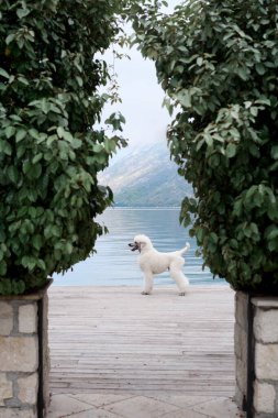 Beyaz bir kaniş arka planda dağlar olan iki ağaç tarafından çerçevelenir. Sahne, görkemli manzaraya karşı köpeğin barışçıl doğasını vurgular..
