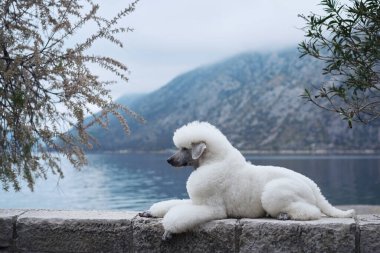 Beyaz bir kaniş göl kenarındaki taştan bir duvarda yatıyor ve denize bakıyor. Sakin sahne köpeğin rahatlamış halini vurgular..