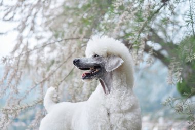 Kumsala yakın ağaçların arasında beyaz bir kaniş duruyor. Köpeğin kabarık kürkü, etrafındaki hassas dallarla çelişiyor..