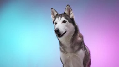 Bir Husky sakin bir şekilde parlak pembe ve mavi gradyan arka planda oturur, rahat ve sakin görünür. Görüntü onun sakin ve dost canlısı karakterini yakalar..