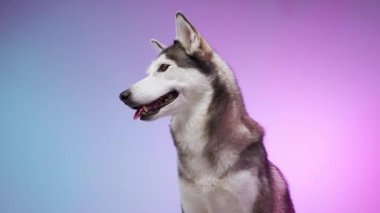 Bir husky canlı pembe ve mavi eğimli bir arka plan karşı yana oturur, sakin ve sakin görünüyor. Ayarlama, dengeli ve zarif tavrını vurguluyor..