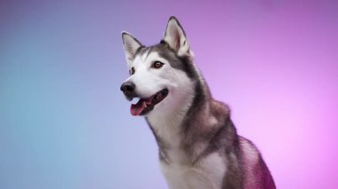 Yumuşak bir pembe ve mavi gradyan karşısında güçlü bir bakışla geriye bakıyor. Poz nazik ve dikkatli doğasını gösteriyor..