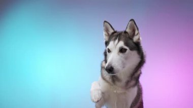 Bir boğuk pençesini canlı bir arka plana karşı şakacı bir şekilde uzatır. Sahne, onun enerjik ve hareketli tavırlarını vurgular..