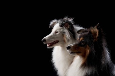 İki Shelti köpeği, siyah bir arkaplanda, tüyleri hafif ışıklandırmayla aydınlatılmış bir şekilde profil içinde yakalanır. Zarif zıtlık, dengeli ifadelerini ve ayrıntılı paltolarını geliştirir..