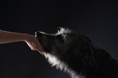 Bir İskoç Deerhound kafasını karanlık bir stüdyoda insan eline doğru uzatır, ifadesini merak eder. Yumuşak ışıklandırma kürkünün dokusunu vurgular..