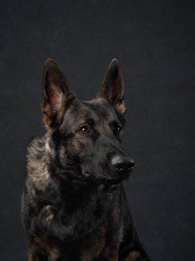 Bir Alman çoban köpeğinin yakın çekimi, ciddi bir bakışla, siyah bir arkaplan üzerine kurulu. Koyu tonlar kürkünün keskin detaylarını arttırır..