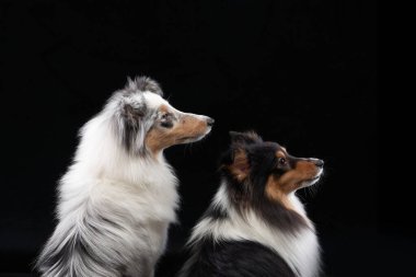 Siyah arka planda oturan iki Shelti köpeğinin dramatik portresi, profilleri hafif ışıklandırmayla vurgulanmış. Zarif kürkleri ve dengeli ifadeleri görüntüye derinlik katıyor..
