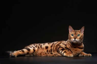 Bir Bengal kedisi tamamen karanlık bir yüzeye uzanmış, zarafet ve rahatlama hissi yayıyor..