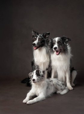 Border Collies ailesinden bir aile karanlık bir geçmişe karşı birlikte poz veriyor, farklı nesiller sergiliyorlar. Kürkleri ve perde arkası arasındaki zıtlık dram katıyor..