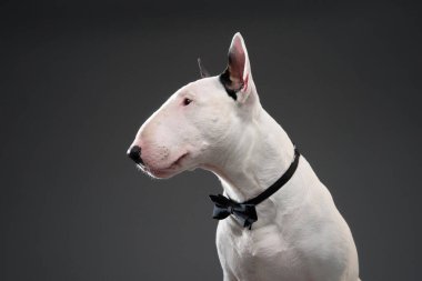 Siyah papyon takan beyaz bir Boğa Teriyeri, tarafsız gri bir arkaplanda profilden fotoğraflandı. Stüdyonun ışıklandırması parlak kürkünü ve resmi görünümünü geliştirir..