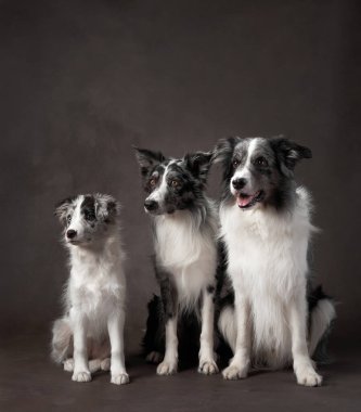 Birkaç Sınır Köpeği resmi bir poz vererek siyah bir zemine karşı birlikte duruyor. Ciddi ifadeler ve ışıklandırma dramatik bir etki yaratır..