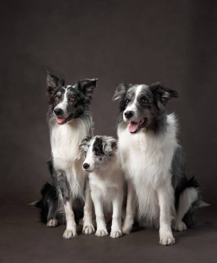 Üç Sınır Köpeği yan yana oturur, sadakat ve birlik içinde yüzerler. Koyu arkaplan parlak kürkleriyle çelişiyor ve kompozisyona derinlik katıyor..