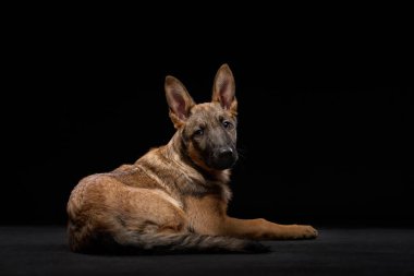 Bir kurt köpeği yavrusu, siyah bir arka plana karşı tetikte ve meraklı bir şekilde, diri kulaklarla uzanır. Karşıtlık, köpeğin keskin özelliklerini vurgular.