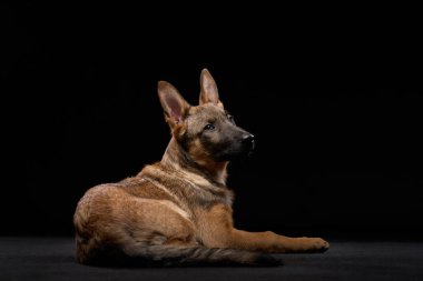 Bir kurt köpeği yavrusu siyah bir arka planda rahatça dinlenir. Sakin duruş, köpeklerin özelliklerinin vurgulandığı karanlık arka planla çelişiyor..