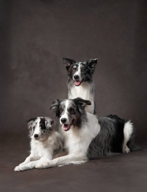 Bir grup Border Collie dikkatle oturur ve doğrudan kameraya bakar. Karanlık arka plan onların varlığını arttırır ve benzersiz ifadelerini vurgular..