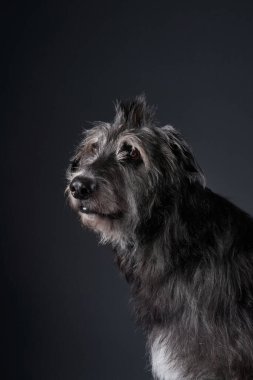 Sıska paltolu İskoç Deerhound 'un yakın plan profili, bakışları mesafeye dönük. Yumuşak ışıklandırma kürkünün dokusunu güçlendirir..