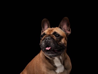 Bir Fransız Bulldog stüdyo ortamında oturur, kafası karanlık bir arka plana hafifçe yaslanır. Işıklandırma eşsiz özelliklerini ve sevimli ifadesini vurguluyor..
