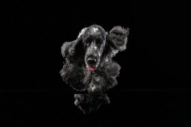 Cocker Spaniel 'in bir stüdyoda yukarı doğru karanlık bir arkaplana baktığı görülüyor. Köpekler bakar ve parlak ceketler bir merak ve odaklanma duygusu yaratır..