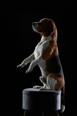 Bir av köpeği karanlık bir stüdyoda, yumuşak ışıkla aydınlatılmış bir taburede oturur. Köpekler özenli duruş ve odaklanmış bakışlar dramatik ve zarif bir portre oluşturur..