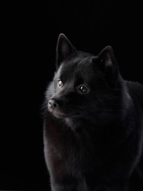 Siyah bir Schipperke köpeği karanlık bir arka plana karşı stüdyoda ilginç bir bakışla yakalandı. Yumuşak ışık, parlak kürkü ve büyüleyici gözleri güçlendirir..