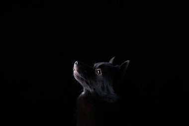 Aydınlatılmış kenarı olan bir Schipperke köpek silueti siyah arka planda gizemli bir etki yaratır. Işıklandırma, köpeklerin kafalarının şeklini ve yapısını ön plana çıkarıyor ve sahneye dram katıyor..