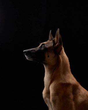Belçikalı bir Malinois köpeği kapalı alanda siyah bir arkaplanda dikkat ve odaklanmış ifadesini gözler önüne serer.. 