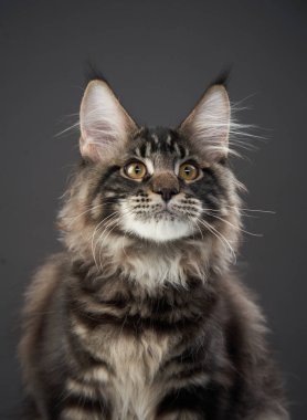 Bir Maine Rakunu kedisi oturur ve neşeyle yukarı bakar, parlak gözleri enerji doludur. Yumuşak ışıklandırma resme sıcaklık katar.