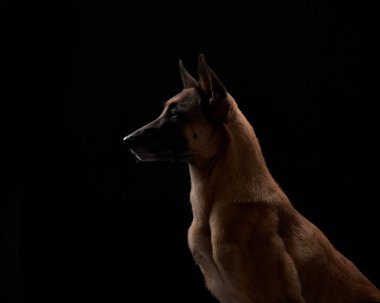 Belçikalı bir Malinois köpeği kapalı alanda siyah bir arkaplanda dikkat ve odaklanmış ifadesini gözler önüne serer.. 