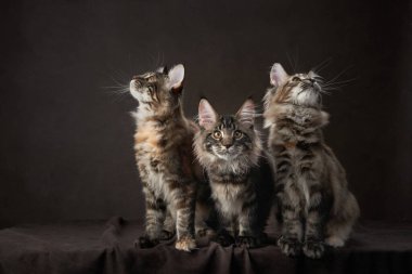 Üç Maine Rakunu kedisi koyu bir arka planda birlikte otururlar, kürkleri ışığa yakalanır. İfadeleri merakı ve oyunculuğu ifade eder..