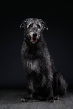 Bir İskoç Deerhound tetikte, kulakları açık ve dikkatle bakıyor. Dramatik ışıklandırma ve siyah arkaplan köpek özelliklerini artıran çarpıcı bir kontrast oluşturur.