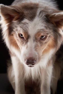 Bir Border Collie kameraya yoğun bir şekilde bakar, derin bakışları ve çarpıcı bir etki yaratır. Karanlık arka plan köpekleri öne çıkarıyor..